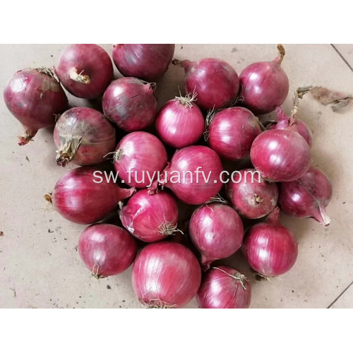 Fresh vitunguu kutoka weifang